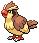 Pidgey